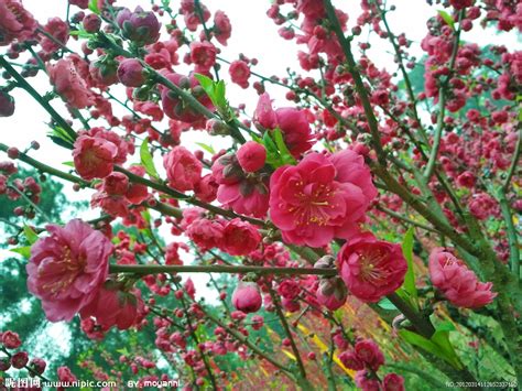 桃花來的徵兆|桃花 (命理學)